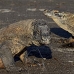 dragon_komodo_hsb_rinca_v_2285_kom4654.jpg